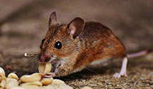 24 Hour & Emergency Exterminators in Wardensville, WV
